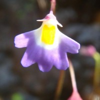 Utricularia striatula Sm.